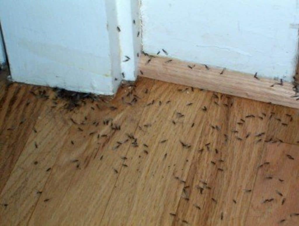 is it illegal to sell a house with termites San Antonio Texas